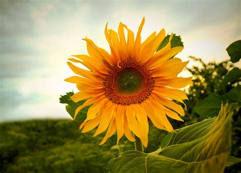 SUNFLOWER .